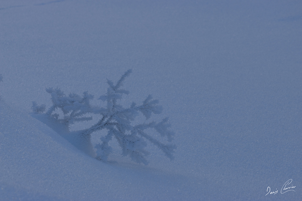 Paillettes de givre sur un petit sapin dans la neige