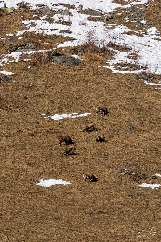 Groupe de Bouquetins à fleur de montagne Vallée de Champagny