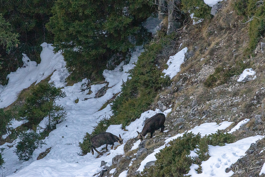 Deux chamois dans les pentes enneigées du Mont Bochor à Pralognan la Vanoise