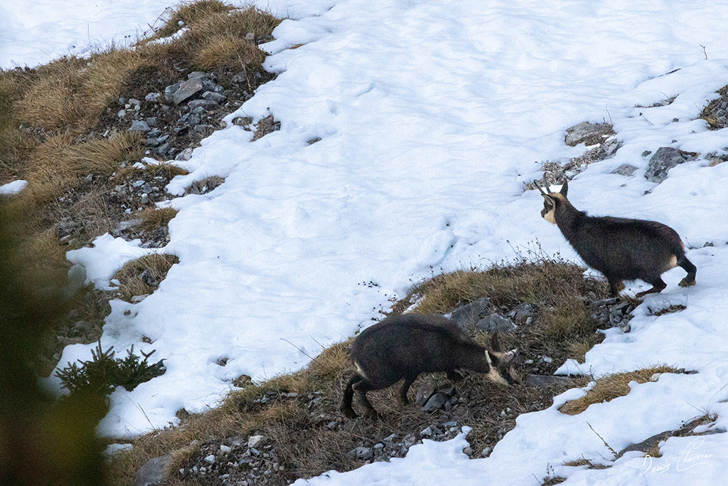 Deux chamois dans les pentes enneigées du Mont Bochor à Pralognan la Vanoise