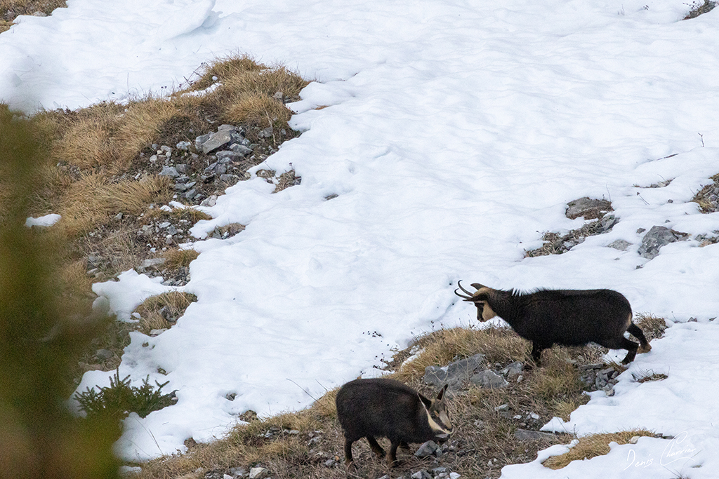Deux chamois dans les pentes enneigées du Mont Bochor à Pralognan la Vanoise