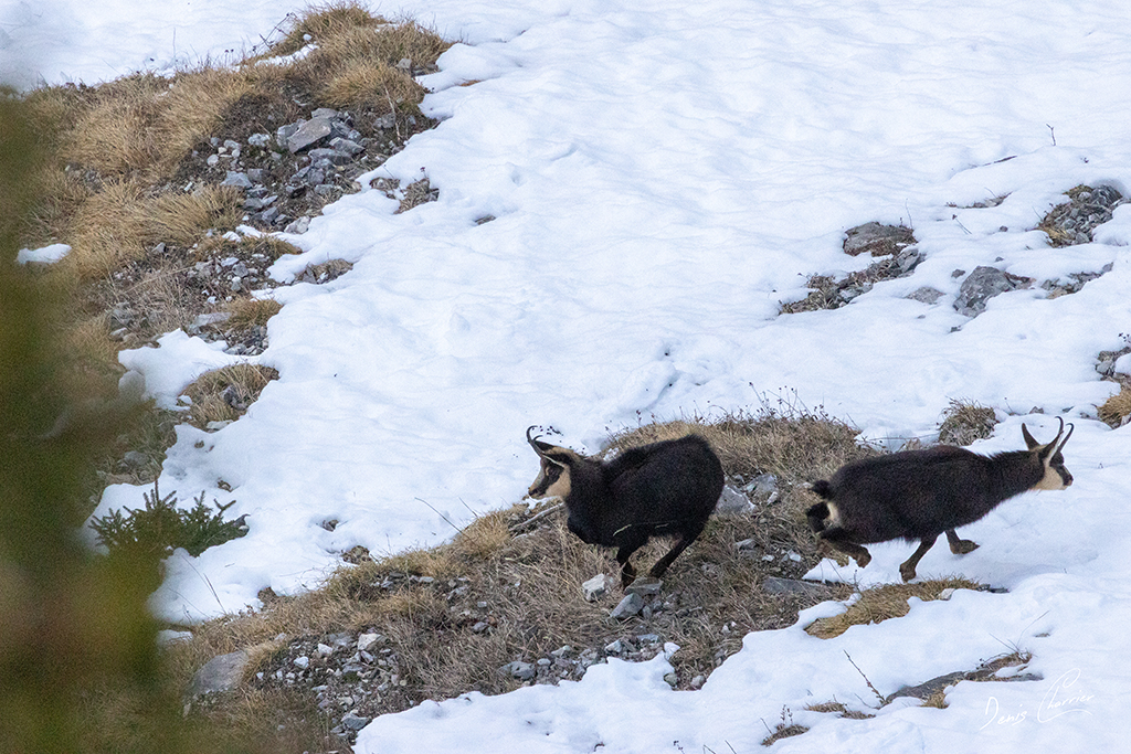 Deux chamois dans les pentes enneigées du Mont Bochor à Pralognan la Vanoise