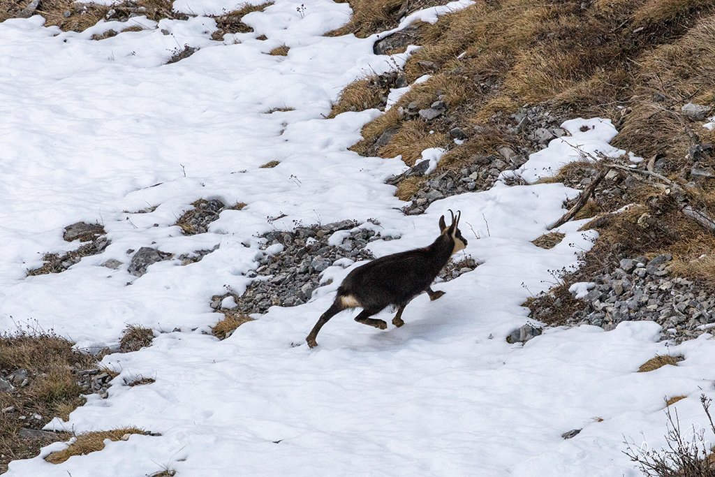Chamois dans les pentes enneigées du Mont Bochor à Pralognan la Vanoise