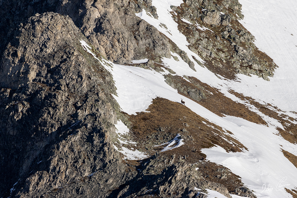 Silhouette d'un bouquetin mâle dans les pentes enneigées de la Vallée de Champagny
