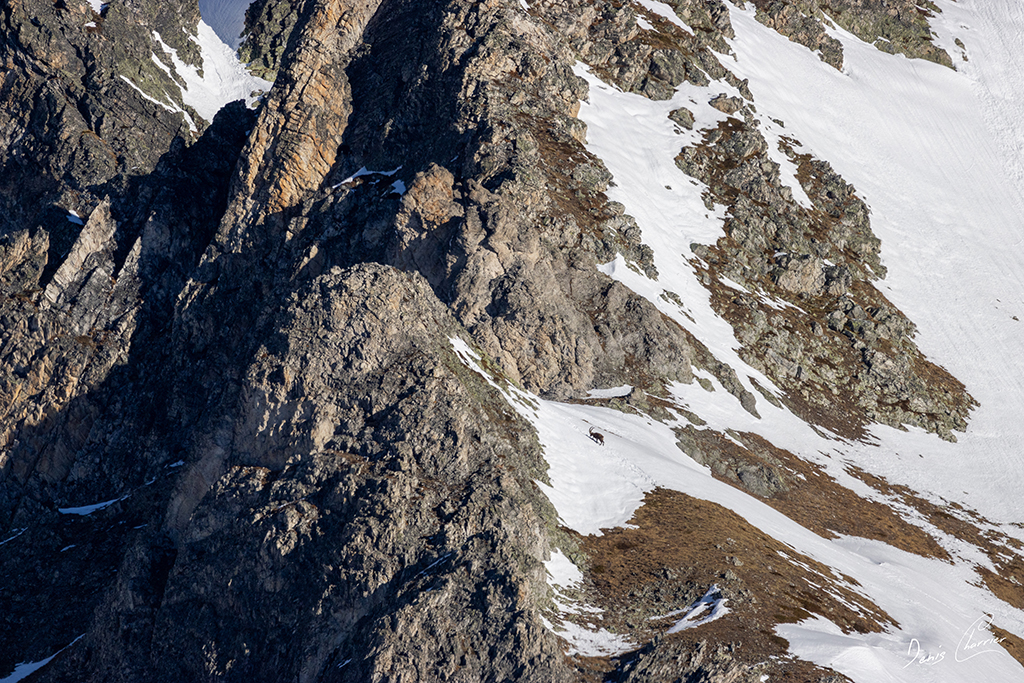 Silhouette d'un bouquetin mâle dans les pentes enneigées de la Vallée de Champagny