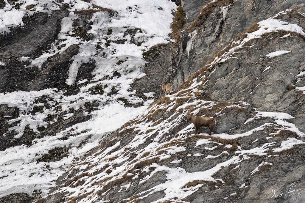 Bouquetin mâle, éterlou et étagne dans une pente enneigées dans la vallée de Champagny