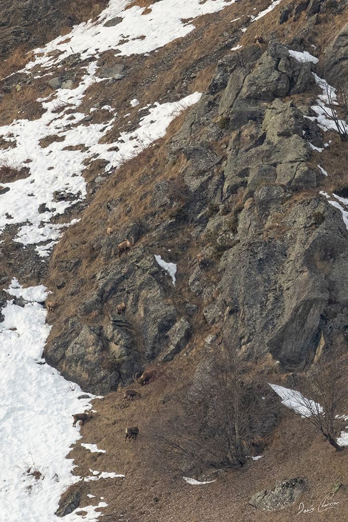 Groupe de Bouquetins à fleur de montagne Vallée de Champagny