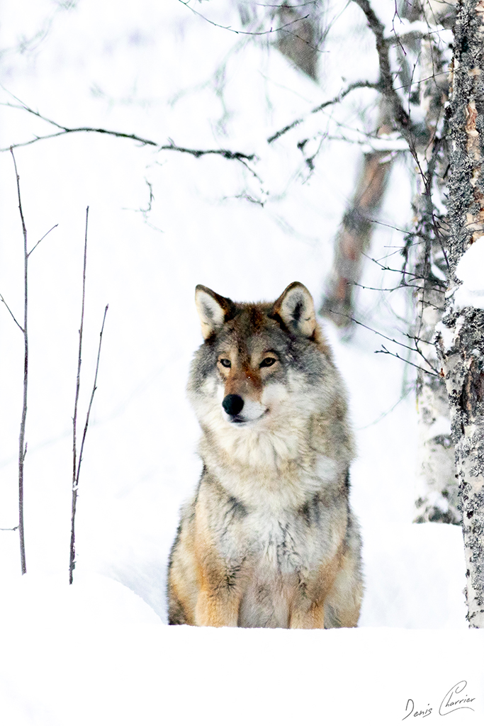 Loup gris Norvège