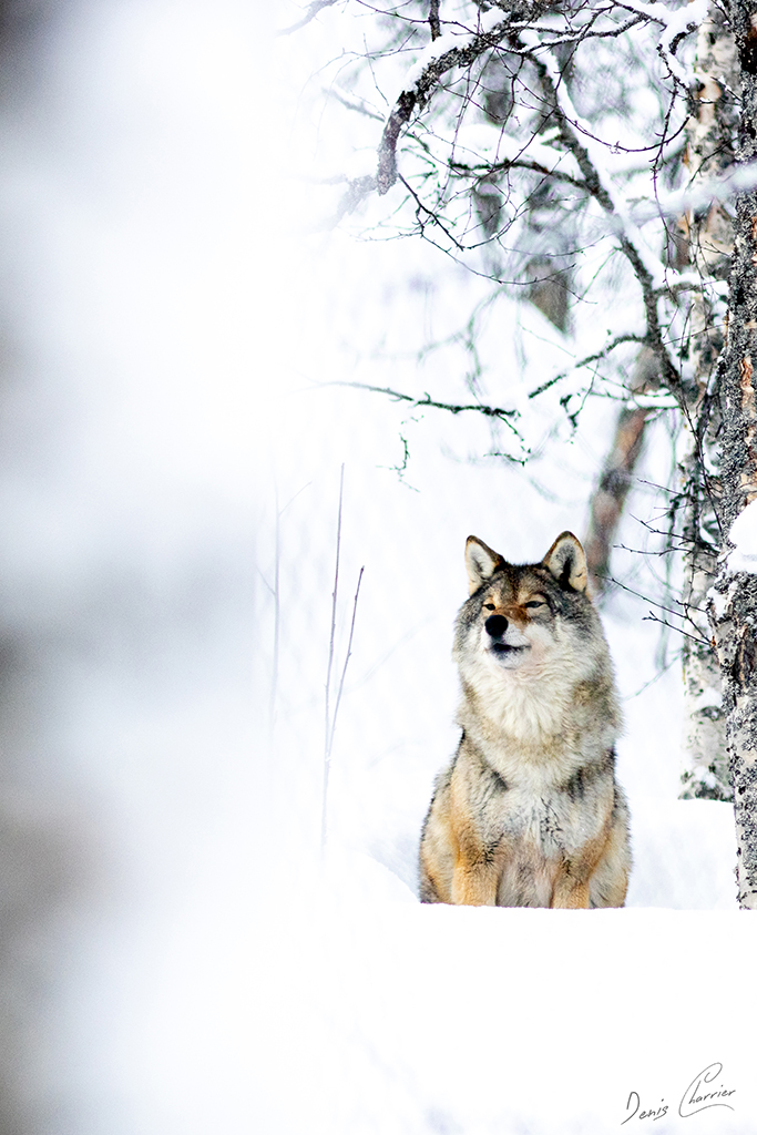 Loup gris Norvège