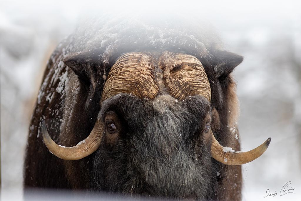 Bœuf musqué Norvège