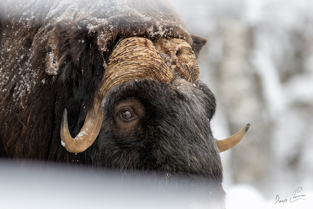 Bœuf musqué Norvège