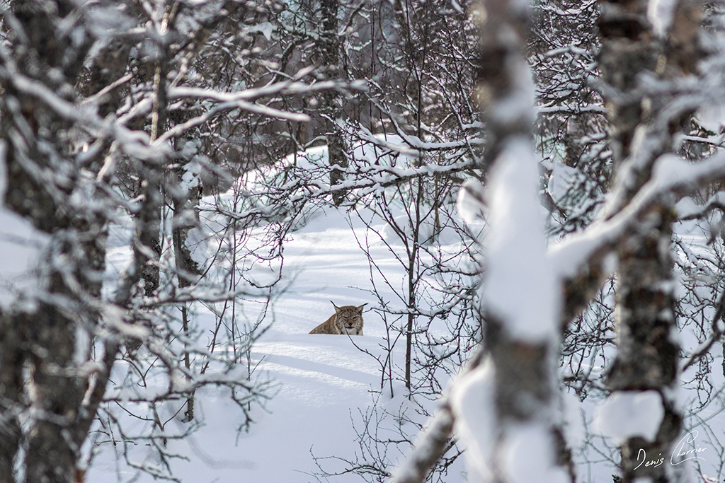 Lynx boréal Norvège