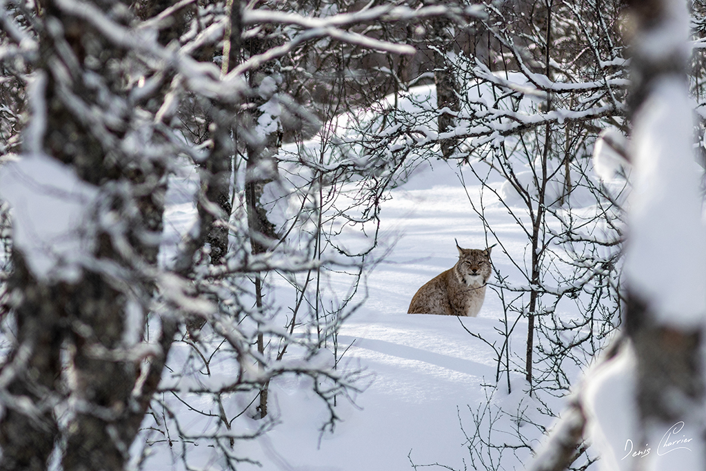 Lynx boréal Norvège
