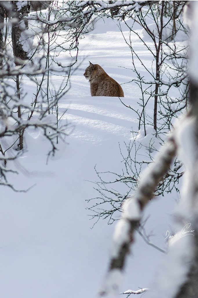 Lynx boréal Norvège