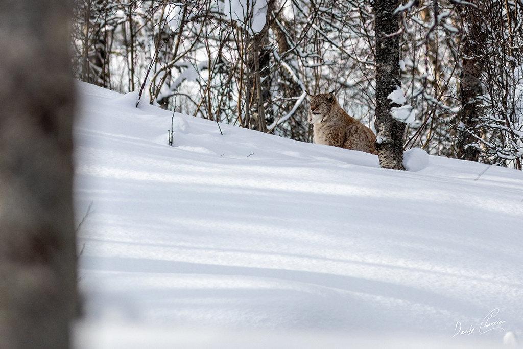 Lynx boréal Norvège